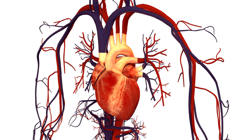 Врождённые пороки сердца можно определить в перинатальный период